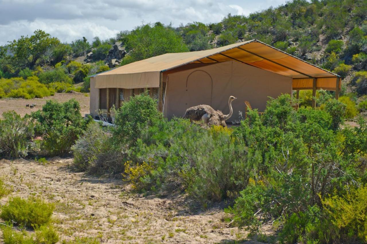 African Game Lodge مونتاغو المظهر الخارجي الصورة
