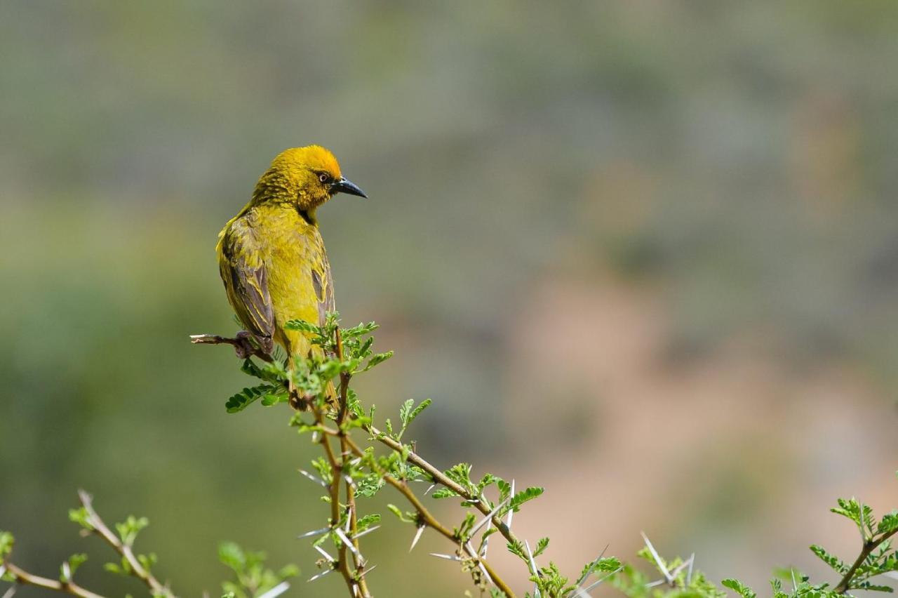 African Game Lodge مونتاغو المظهر الخارجي الصورة
