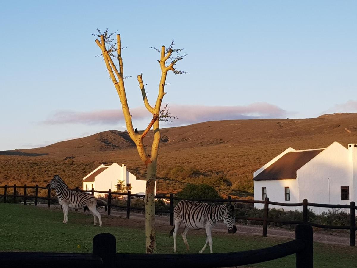 African Game Lodge مونتاغو المظهر الخارجي الصورة