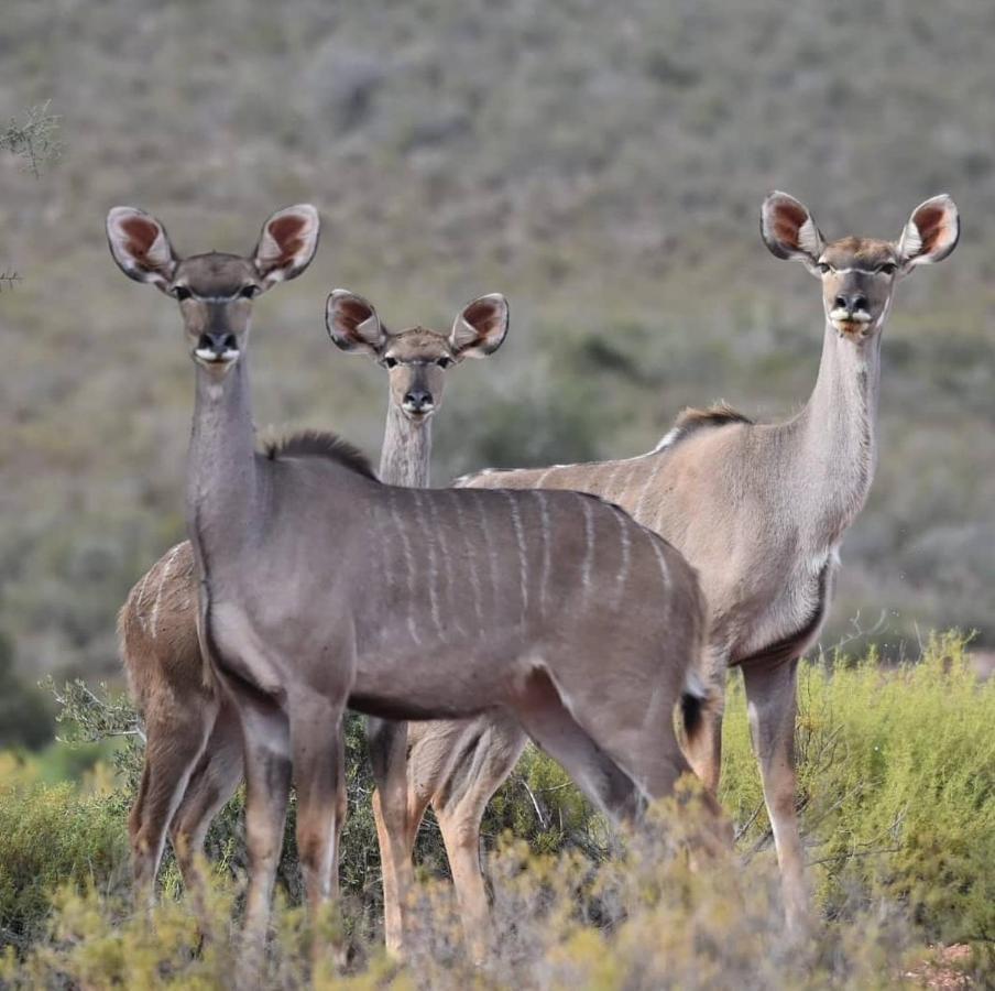 African Game Lodge مونتاغو المظهر الخارجي الصورة