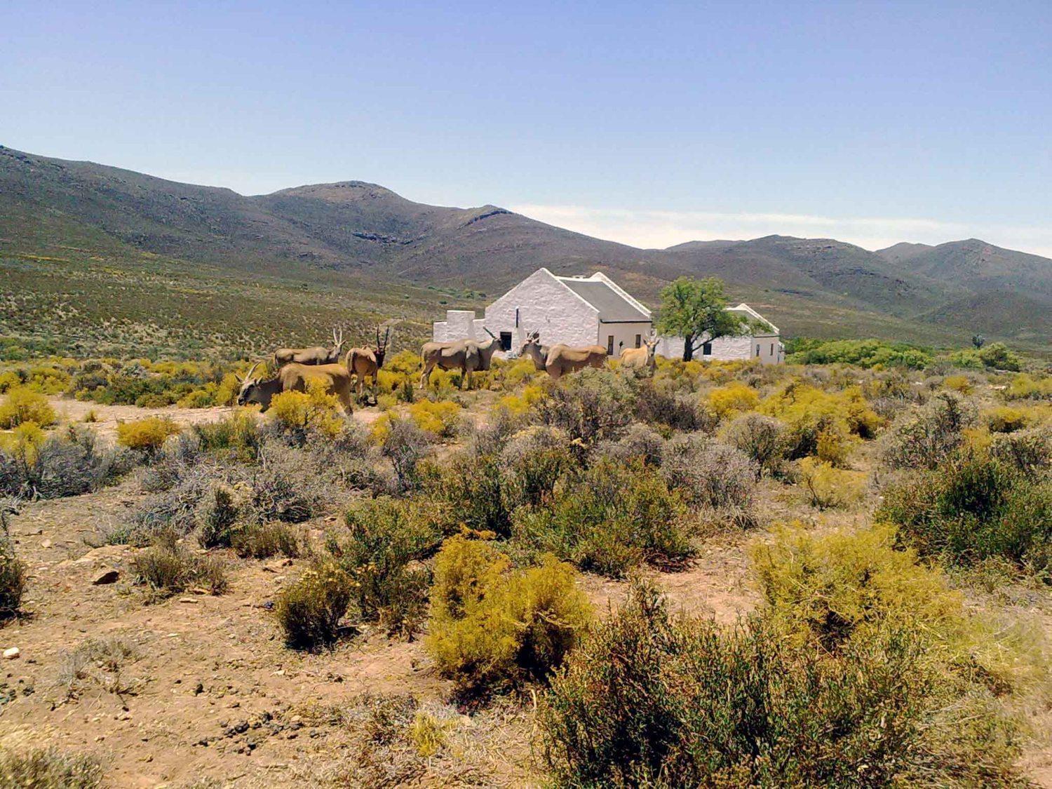 African Game Lodge مونتاغو المظهر الخارجي الصورة