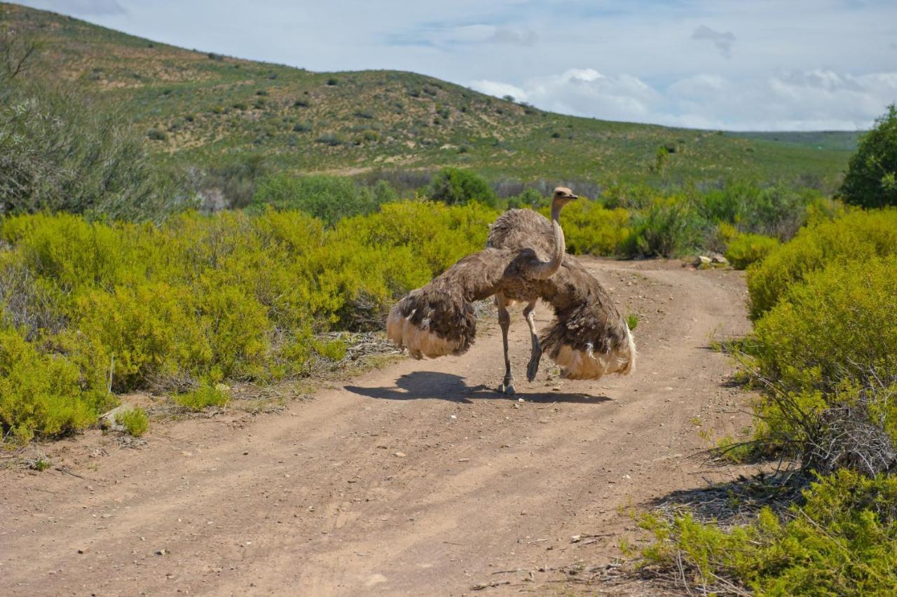 African Game Lodge مونتاغو المظهر الخارجي الصورة